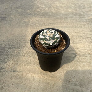 yAstrophytum AXgtBc ܗŃX[p[ Vij zǗ@t2 T{e A  A A i  CeA ϗtA O[ lC  v[g 