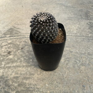 yCopiapoa RsA|A xNeVXij zǗ@t2 T{e A  A A i  CeA ϗtA O[ lC  v[g Mtg 