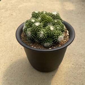 yMammillaria }~A ~X^NXXg zǗ@t4 T{e A  A A i  CeA ϗtA O[ lC  v[g Mtg 