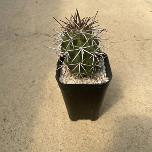 yCopiapoa RsA|A eZgij zǗ@t2.5 T{e A  A A i  CeA ϗtA O[ lC  v[g Mtg 