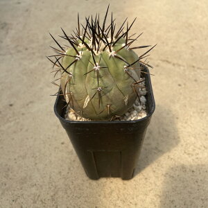 yCopiapoa RsA|A ہij zǗ@t2.5 T{e A  A A i  CeA ϗtA O[ lC  v[g Mtg  V