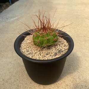 yMelocactus JN^X _ij zǗ@t4 T{e A  A A i  CeA ϗtA O[ lC  v[g Mtg  