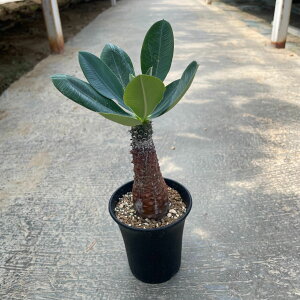 yEuphorbia [zrA pL|fBICfX zǗ@t2.5 T{e A  A A i  CeA ϗtA O[ lC  v[g Mtg 