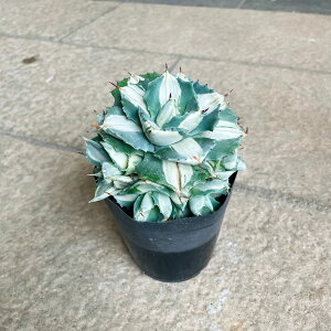 Agave AKx ܗ_ Ǘ@t3 T{e A  A A i  CeA ϗtA O[ lC  v[g Mtg  V z V