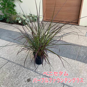 yjZ^ p[v t@EeOX 3.5|bgcϗtA Ԃ t ɋ ϊN J[OX J[[t N A K[fjO ԕc G߂̕c c t@E