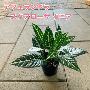 AtFh XNA[T _jA ϗtA 3|bgc  A O[CeA ȊϗtA  Ă₷ ωA ΐ Iȗt F Mtg v[