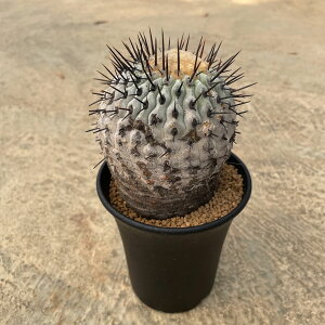 Copiapoa RsA|A Ri Ao Ǘ@t3 T{e A  A A i  CeA ϗtA O[ lC  v[g Mtg 