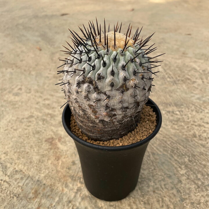 楽天市場】Copiapoa コピアポア コルムナ アルバ 管理方法付き3号鉢
