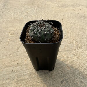 yGymnocalycium MmJLE hP(jz2.5 T{e A  A A i  CeA ϗtA O[ lC  v[g Mtg 