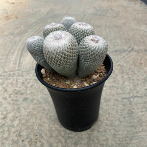 yEpithelantha GsZT EzǗ@t3 T{e A  A A i  CeA ϗtA O[ lC  v[g Mtg 蕨 