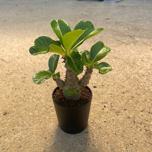 【Pachypodium パキポディウム ウィンゾリー(実)】管理方法付き2号鉢 サボテン 多肉植物 希少 珍奇植物 レア 珍品 珍しい インテリア 観葉植物 グリーン 人気 おうち時間 プレゼント ギフト