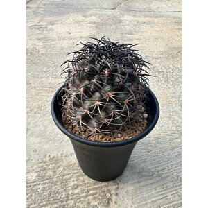 【Copiapoa griseoviolacca コピアポア グリセオビオラセア】管理方法付き3号鉢 サボテン 多肉植物 希少 珍奇植物 レア 珍品 珍しい インテリア 観葉植物 グリーン 人気 おうち時間 プレゼント ギフ