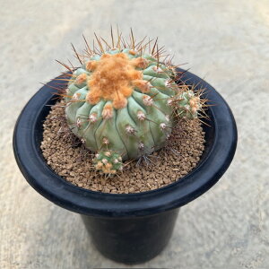 Copiapoa RsA|A MKeBA Ǘ@t5 T{e A  A A i  CeA ϗtA O[ lC  v[g Mtg 