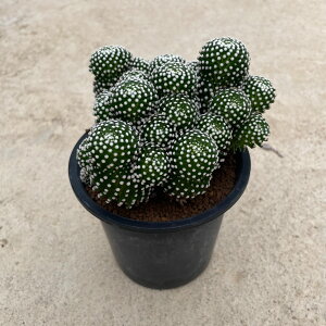 Mammillaria }~A GbeB[ Ǘ@t4 T{e A  A A i  CeA ϗtA O[ lC  v[g Mtg 