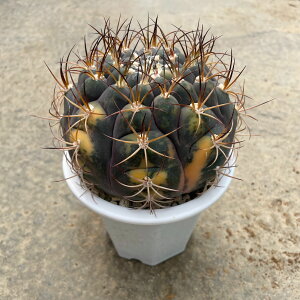 Gymnocalycium MmJLE `ۋ Ǘ@t4 T{e A  A A i  CeA ϗtA O[ lC  v[g Mtg 