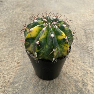 Melocactus JN^X w_сij Ǘ@t3 T{e A  A A i  CeA ϗtA O[ lC  v[g Mtg 