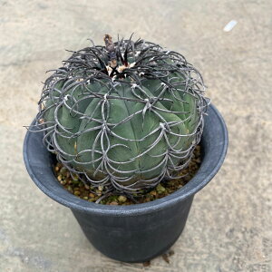 Gymnocalycium hV MmJVE Ǘ@t3 T{e A  A A i  CeA ϗtA O[ lC  v[g Mtg  