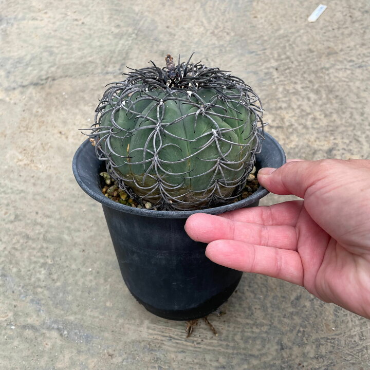 楽天市場】Gymnocalycium 黒刺天平丸 ギムノカリキウム 管理方法付き3 