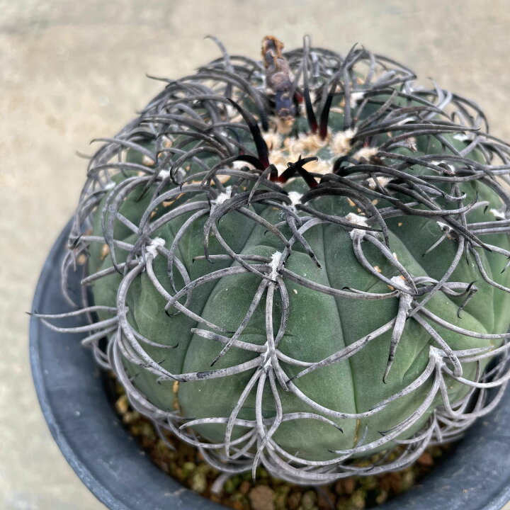 楽天市場】Gymnocalycium 黒刺天平丸 ギムノカリキウム 管理方法付き3 