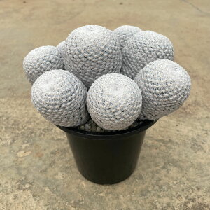 Mammillaria }~A  Ǘ@t3 T{e A  A A i  CeA ϗtA CeAO[ lC  v[g Mtg  