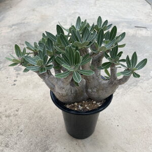 Pachypodium horombense pL|W[ zxZ Ǘ@t5 T{e A  A A i  CeA ϗtA CeAO[ lC ̔ v[g Mtg