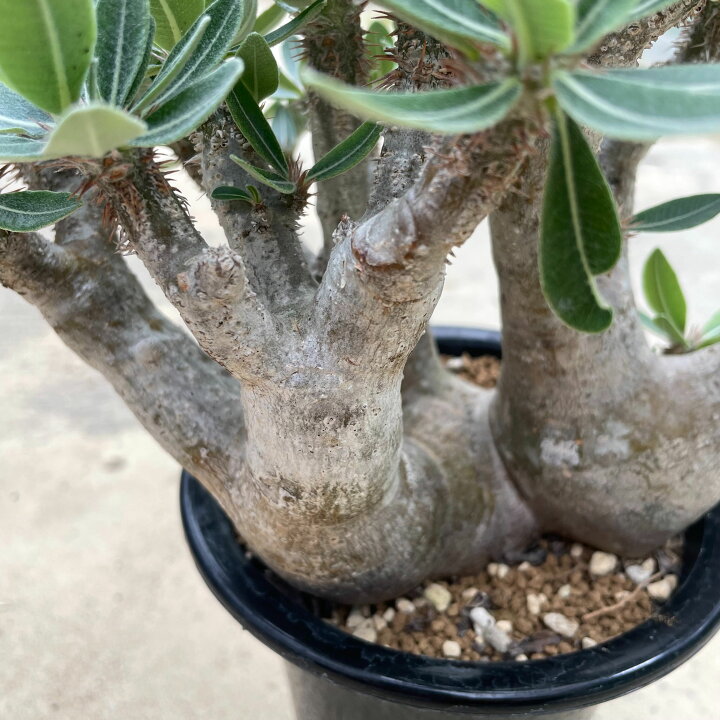楽天市場】Pachypodium horombense パキポディウム ホロンベンセ 管理 