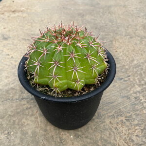 yMelocactus JN^X RCmeEXP_zǗ@t4 T{e A  A A i  CeA ϗtA O[ lC  v[g Mtg 