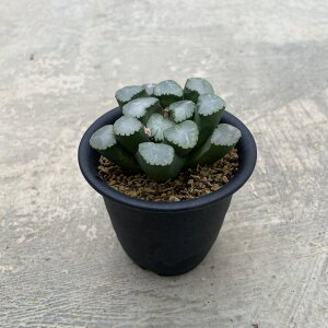 Haworthia nI`A }]E eVE Ǘ@t3  V T{e A  A A i i CeA ϗtA O[ lC v[g Mtg 
