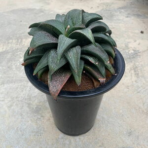 yHaworthia nI`A V zǗ@t6.5 T{e SҌ A  A A i  CeA CeAO[ Ă₷ ϗtA O[ lC 