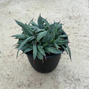 yAgave AKx |^gXg zǗ@t4 T{e SҌ A  A A i  CeA CeAO[ Ă₷ ϗtA O[ lC 