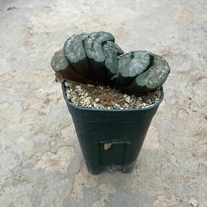 Haworthia nI`A Iʐ@}OjtBJ^C^jbN@Ǘ@t2.5 T{e A  A A i  CeA ϗtA O[ lC  v