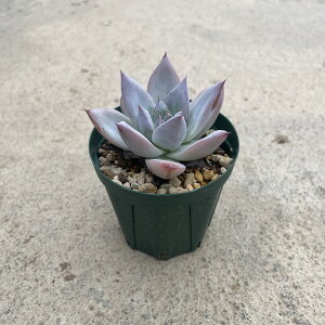 Echeveria GPxA R[^ [t@Ǘ@t2.5 T{e A  A A i  CeA ϗtA O[ lC  v[g Mtg 