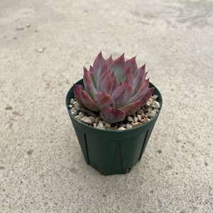 Echeveria GPxA R[^ AEeBeBJ@Ǘ@t2.5 T{e A  A A i  CeA ϗtA O[ lC  v[g Mt