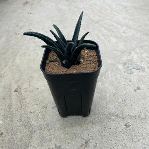 【Haworthia ハオルチア ソルディダ(実)】管理方法付き2.5号鉢 サボテン 多肉植物 希少 珍奇植物 レア 珍品 珍しい インテリア 観葉植物 グリーン 人気 おうち時間 プレゼント ギフト おしゃ