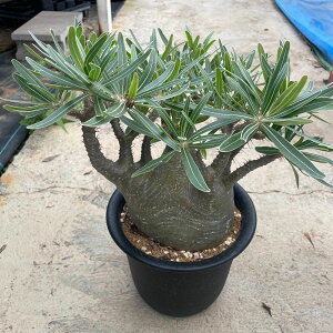 yPachypodium pL|fBE@OLXz6 Ǘ@tT{e A  A A i  CeA ϗtA O[ lC  v[g Mtg 