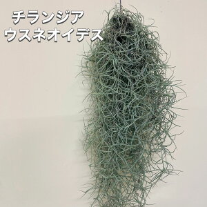 GA[vc `WA EXlIfXϗtA CeAO[ ݂艺 ݂邷   Ԃ炸 XpjbVX C̐ň O[G Vo[[t