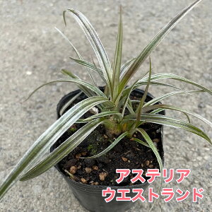 AXeA EGXgh 3|bgc ԕc OX J[[t 񂹐A OXvc A A ϊ h i`K[f ϏܗpOX  k uY[