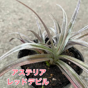 AXeA bhfr 3|bgc ԕc OX J[[t 񂹐A OXvc A A ϊ h i`K[f ϏܗpOX  k uY[t 