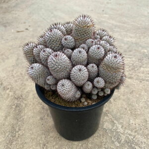 Mammillaria yfXfTG A_[\jA Ǘ@t5 T{e A  A A i  CeA ϗtA O[ lC  v[g Mtg 