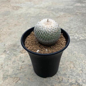 Epithelantha GsZT l̖Xq Ǘ@t2.5 T{e A  A A i  CeA ϗtA O[ lC  v[g Mtg 