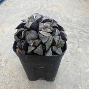 Haworthia ハオルチア ホワイトスプレンテンス 管理方法付き3号鉢 サボテン 多肉植物 希少 珍奇植物 レア 珍品 珍しい インテリア 観葉植物 グリーン 人気 おうち時間 プレゼント ギフト おしゃ