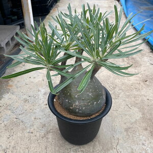 yPachypodium pL|W[@OLXz6.5 Ǘ@tT{e A  A A i  CeA ϗtA O[ lC  v[g Mtg 