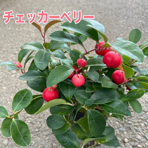 【お得な3点セット!】大粒の実がたくさん!! チェッカーベリー 実付き3号ロングポット苗 苗 花苗 赤い実 縁起物 クリスマス お正月 寄せ植え 鉢植え ハンキングバスケット 寒さに強い 冬