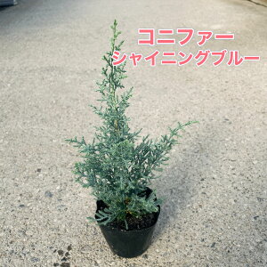 y5_ZbgIzRjt@[ S[hNXg EC} 3.5c jt  Ύ V{c[ 񂹐A K[fjO ϊ A Vo[[t Rjt@[ u[O