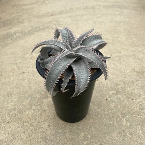 Dickia fBbLA }OiG@zbZ[ Ǘ@t4 T{e A  A A i  CeA ϗtA O[ lC  v[g Mtg 