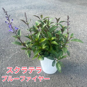 XNe u[t@C[ 3|bgcԕc  t 񂹐A K[fjO ϊ A u[ | i`K[f  Ԓd v Ă₷ h