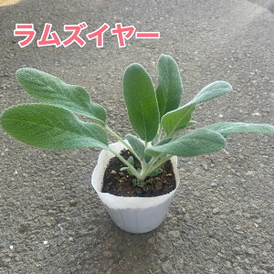 YC[ 3|bgcԕc Vo[[t t 񂹐A K[fjO ϊ A | i`K[f  Ԓd v Ă₷ h@OhJo[