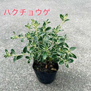 nN`EQ 3|bgct c c Β  V{c[ i`K[f a m