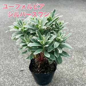 y3_ZbgIz[tHrA Vo[V 3|bgc J[[t c 񂹐A h Vo[[t K[fjO A  VF[hK[f AɋA ̃AN