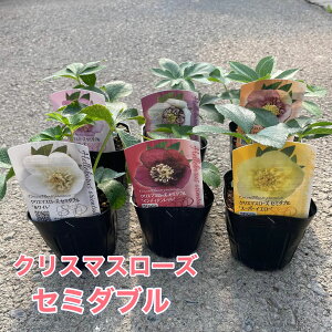 y3_ZbgIzNX}X[Y Z~_u ԐF܂IIvc ʌ 3|bgc  ԕc Ԓd 񂹐A ϊ Ϗ v Ă₷ h i`K